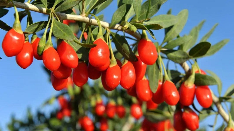 首页| 28圈游戏集团官方网站